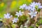 liverwort flowers