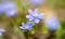 liverwort flowers