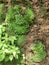 Liverwort growing on scarp with water streaming down