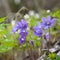 Liverwort (Hepatica nobilis)