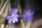Liverwort (Hepatica nobilis)