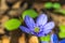 Liverworts flower, (Hepatica nobilis), with small insect early Slovak spring, closeup