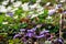 Liverworts and windflowers