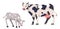 Livestock breeding, cattle cow and calf animals