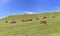 Livestock of brown dairy cows in greenery alpine pasture