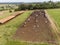 Livestock in confinement, oxen, cows, sunny day