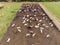 Livestock in confinement, oxen, cows, sunny day