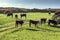 Livestock cow in new zealand farm field