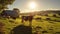 livestock cows on farm