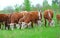 Livestock cows graze in a meadow selective focus