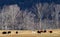 Livestock in an early winter pasture