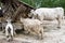 Livestock eating its hay lunch