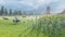 Livestock farm. Cows and sheep graze in a green meadow. Rustic farm with Pets. Animal husbandry and nature. 3D Rendering