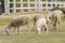 Livestock farm, flock of sheep