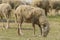 Livestock farm, flock of sheep