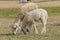 Livestock farm, flock of sheep