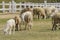 Livestock farm, flock of sheep