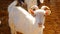 Livestock farm for goats and cattle. A young white goat looks into the camera.