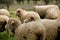Livestock farm - herd of sheep