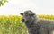 Livestock farm in the summer. Sheep on grazing on a summer field