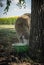 Livestock farm in the summer. Summer pasture and young sheep