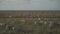 Livestock farming industry north of France, Brittany region. Sheep pasture in field on shores of Atlantic Ocean in