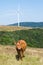 Livestock farming in the mountains. Wind turbine, alternative en