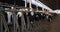 livestock feeding process, milking young healthy cows with ear tags and collars stand in row and eat hay in covered barn