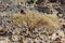 Livestock goat stands atop a tree in the warm, sun-kissed terrain of Muscat, Oman