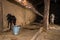 Livestock goats and cattle tied inside a mud house in rural Uttarakhand, India. Farming and Animal Husbandry