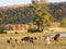 Livestock graze during Autumn in the FingerLakes of NYS