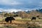 Livestock grazing against snow capped mountains