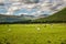 Livestock grazing on a green meadow in Scottish HIghlands.