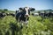 Livestock grazing outside the farm.