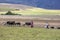 Livestock grazing on a plateau at Maras in Peru.