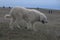 Livestock guardian dog