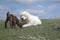 Livestock guardian dog and baby goat