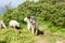 Livestock guardian dog in Carpathian Mountains