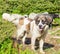 Livestock guardian dog in Carpathian Mountains