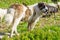 Livestock guardian dog in Carpathian Mountains