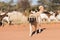 Livestock guarding dog