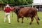 Livestock Judging At Country Show