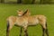 Livestock - Large Animals - Przewalski\'s Horse