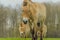 Livestock - Large Animals - Przewalski\'s Horse