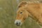 Livestock - Large Animals - Przewalski\'s Horse