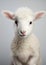 Livestock mammal white cute animals lamb nature sheep farming grass wool