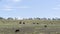 Livestock on open-air pasture farm