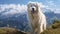 livestock pyrenees dog