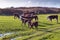 Livestock in ranch farm new zealand farm