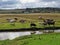 Livestock on reclaimed salt marsh fields